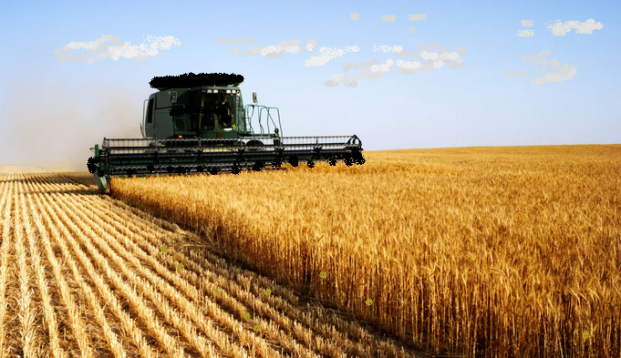 Dünya Bankası,küresel buğday pazarında bozulma riskinin yüksek olduğunu öngörüyor.