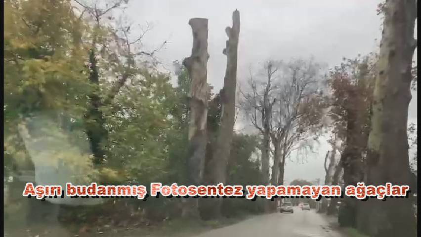 Kocaeli’nin Kartepe ve Başiskele ilçeleri arasında kalan Çuhane caddesindeki Batı Çınarları (Platanus occidentalis L.) Yok ediliyor.